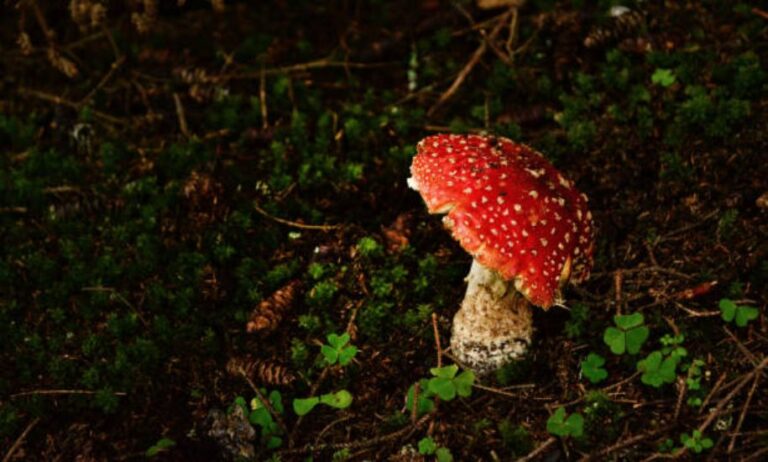 Fliegenpilz