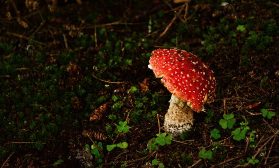 Fliegenpilz